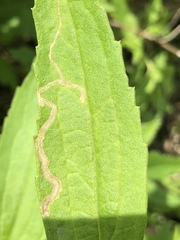 Phytomyza solidaginophaga