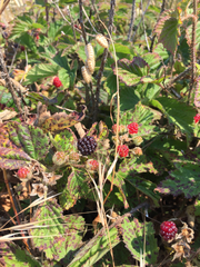 Rubus ursinus macropetalus