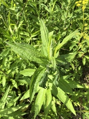 Phytomyza solidaginophaga