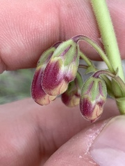 Penstemon bicolor roseus