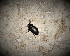 Opatroides punctulatus