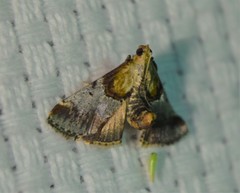 Cacozelia basiochrealis