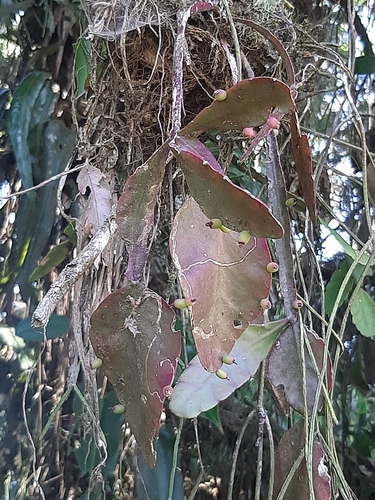 Rhipsalis elliptica, photograph 6