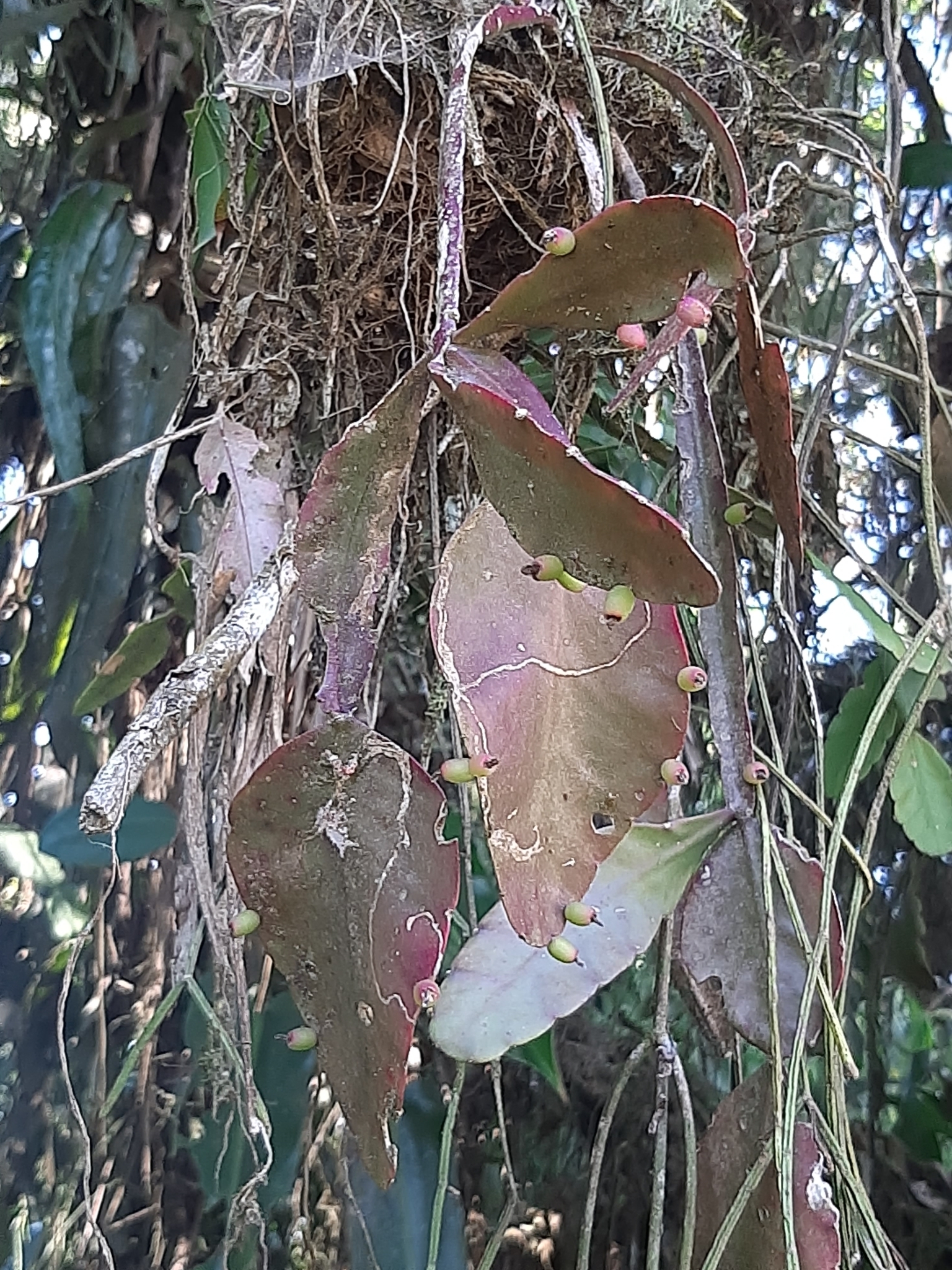 Imagem de Cacto-macarrão