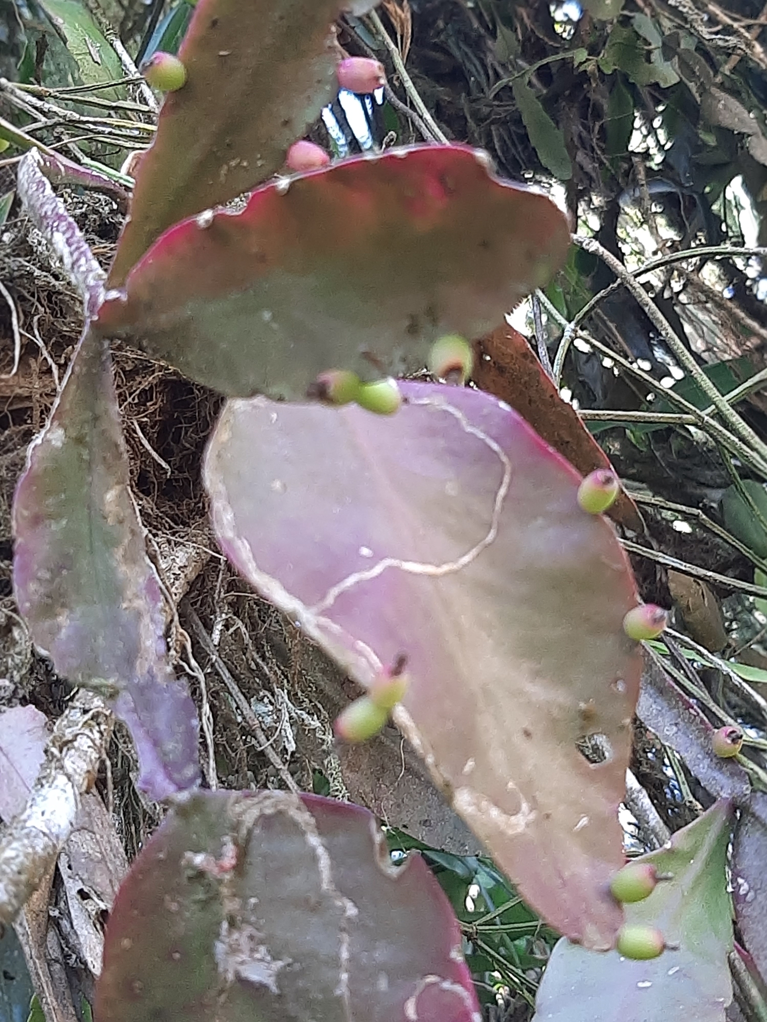 Imagem de Cacto-macarrão