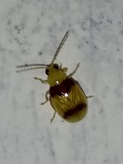 Monolepta bifasciata