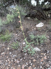 Penstemon bicolor roseus