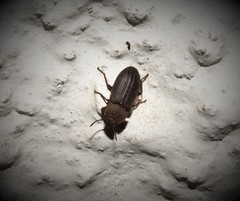 Gonocephalum rusticum