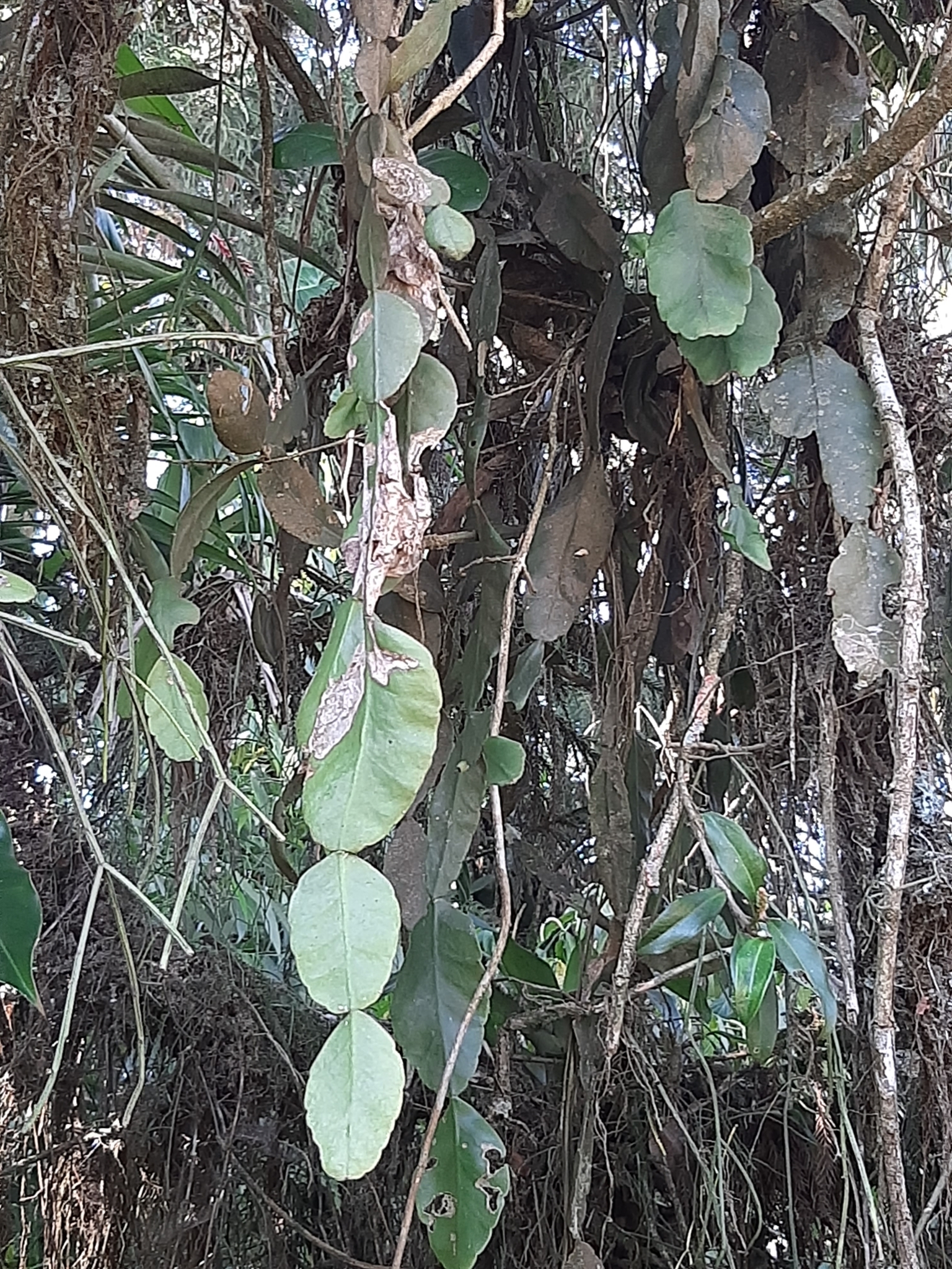 Imagem de Cacto-macarrão