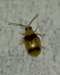 Monolepta bifasciata