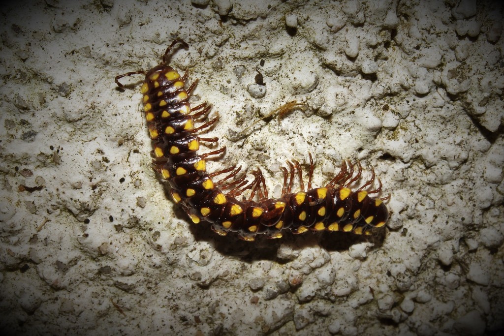 Melaphe vestita