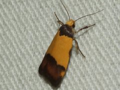 Heteroteucha kershawi