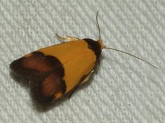 Heteroteucha kershawi