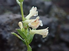 Penstemon deustus