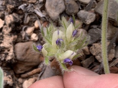 Pediomelum castoreum