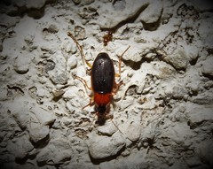 Calathus melanocephalus