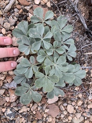Pediomelum castoreum