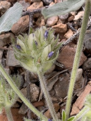 Pediomelum castoreum
