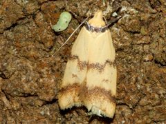 Heteroteucha anthodora