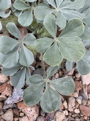Pediomelum castoreum