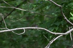 Sympetrum rubicundulum