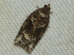 Thrincophora signigerana