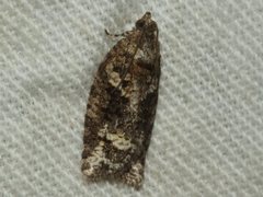 Thrincophora signigerana