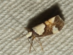 Philenora elegans