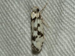 Lichenaula calligrapha