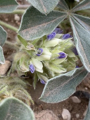 Pediomelum castoreum
