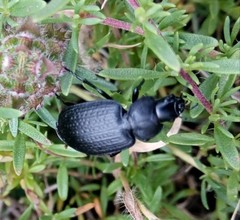 Licinus