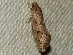 Syncometes vilis