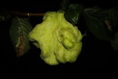 Eriosoma lanuginosum