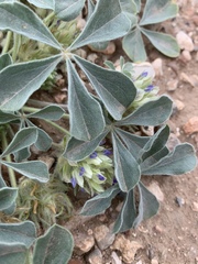 Pediomelum castoreum