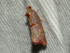 Glyphidoptera insignana