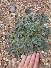 Pediomelum castoreum