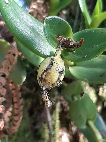 Epidendrum latilabre, photograph 2