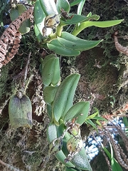 Epidendrum latilabre, photograph (c) Yoannis Domínguez, some rights reserved (CC BY)