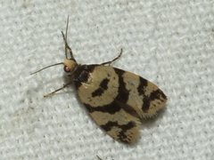 Lepidoscia characota