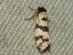 Lepidoscia characota