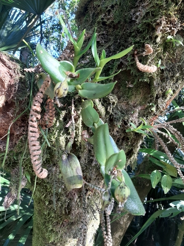 Epidendrum latilabre, photograph 4