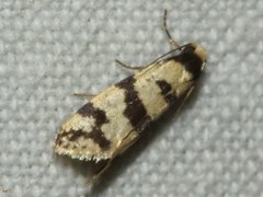 Lepidoscia characota