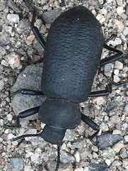 Iphthiminus serratus