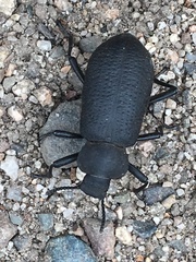 Iphthiminus serratus