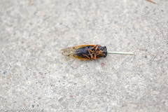 Magicicada cassinii
