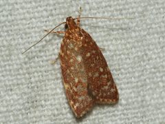 Syringoseca rhodoxantha