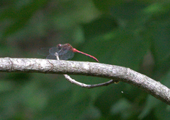 Sympetrum rubicundulum