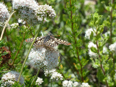 Euphydryas chalcedona chalcedona