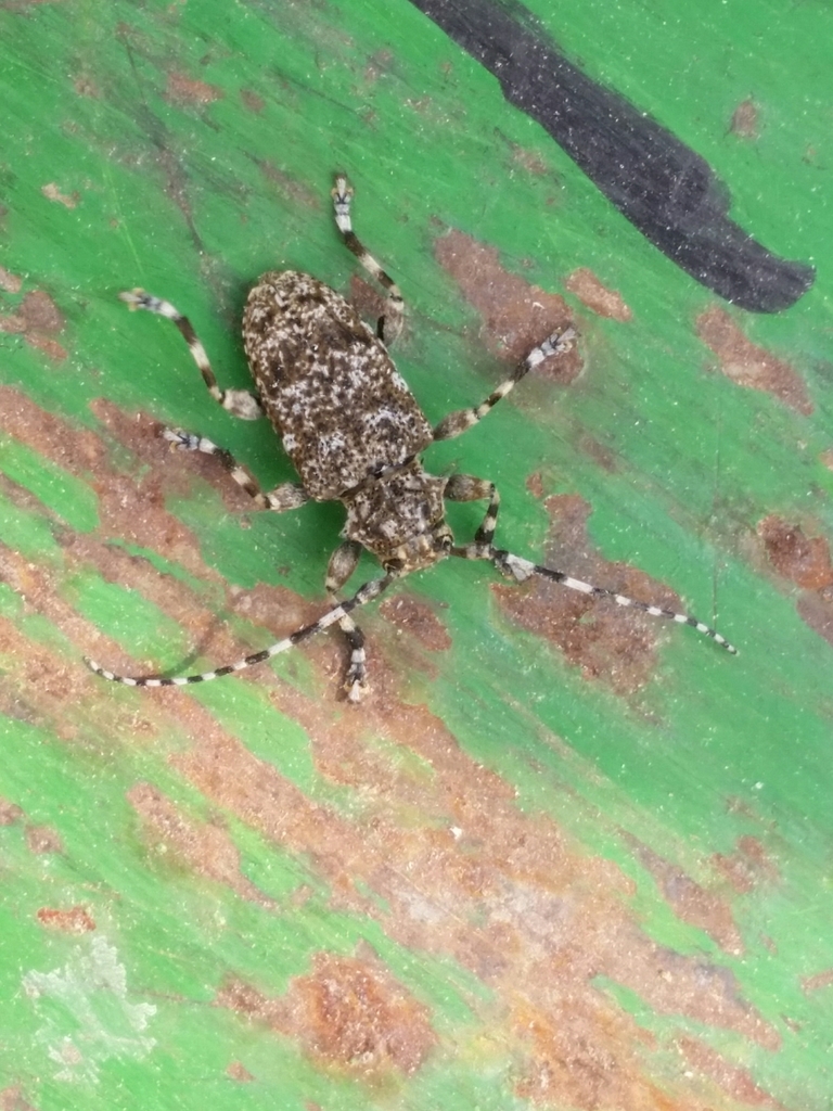 Aegomorphus clavipes