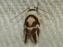 Eremnotypa steriphota